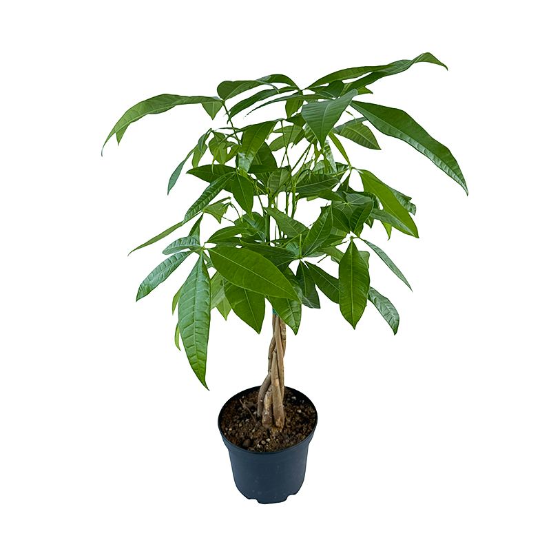 Money Tree
