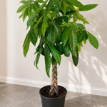 Money Tree