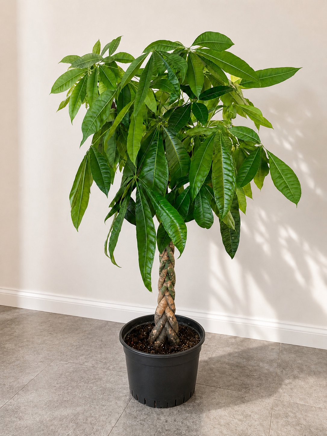 Money Tree