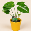 Monstera Set