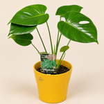 Monstera Set