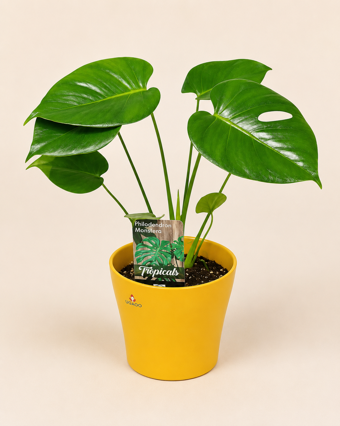 Monstera Set