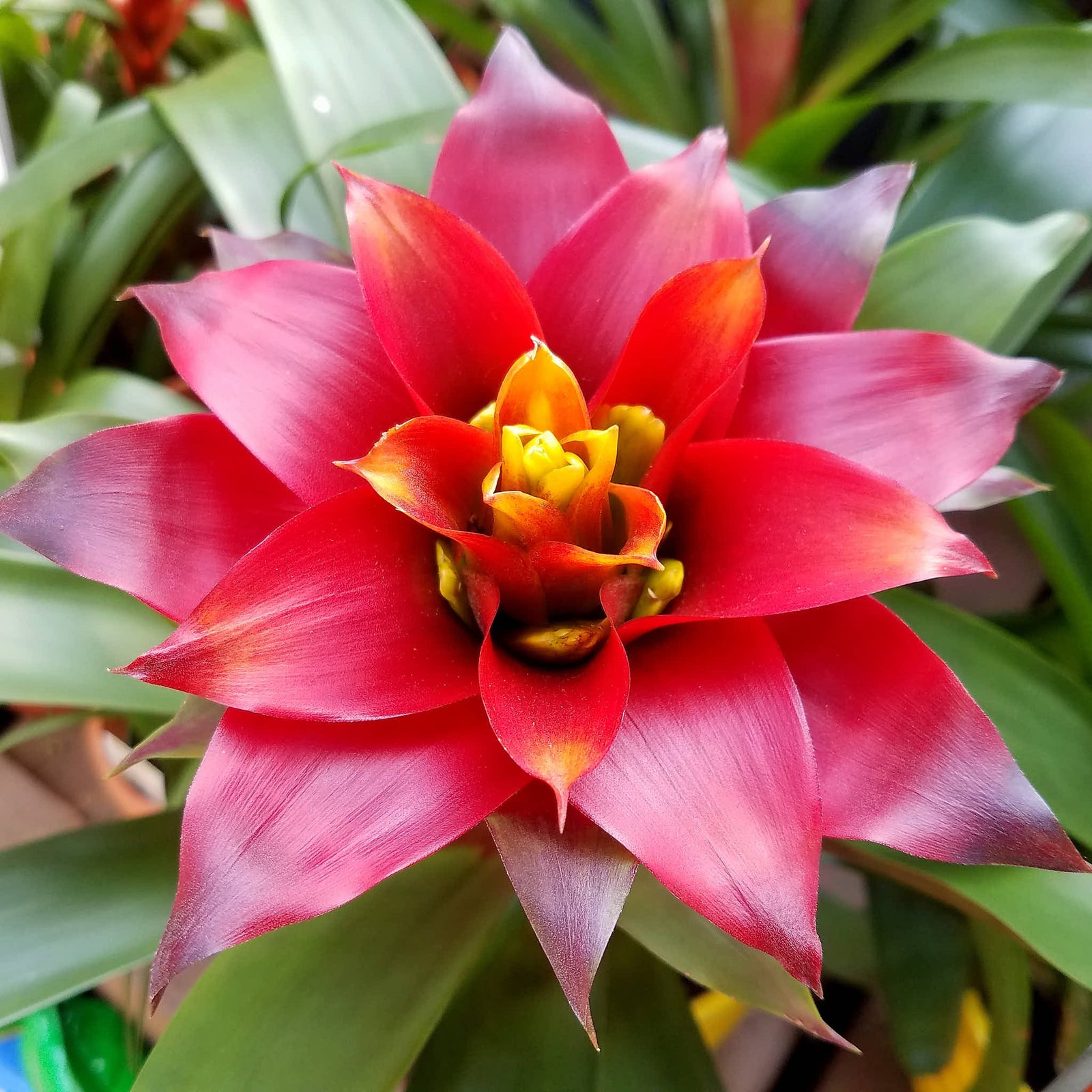 Bromeliad Neoregelia