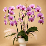 Orchidia Garden