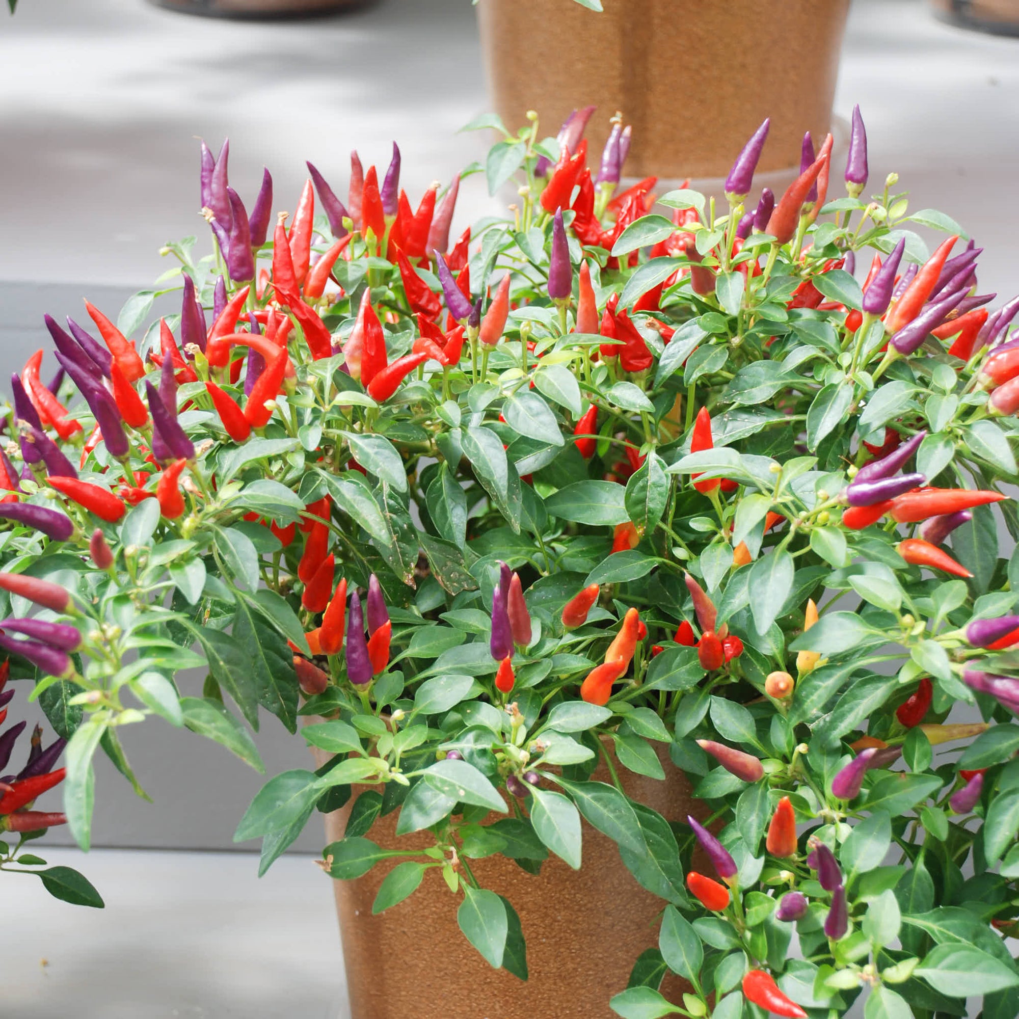 Ornamental Pepper-REG