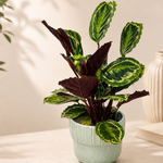 Peacock Calathea