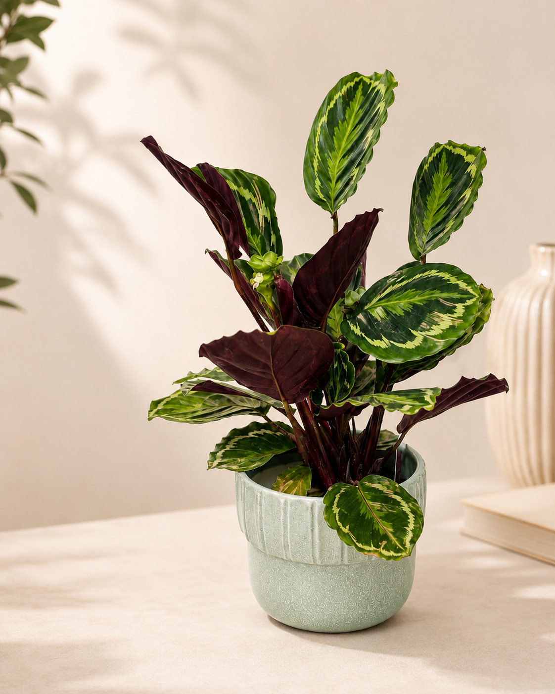 Peacock Calathea