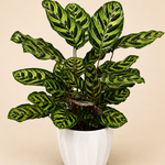 Peacock Prayer Plant Set