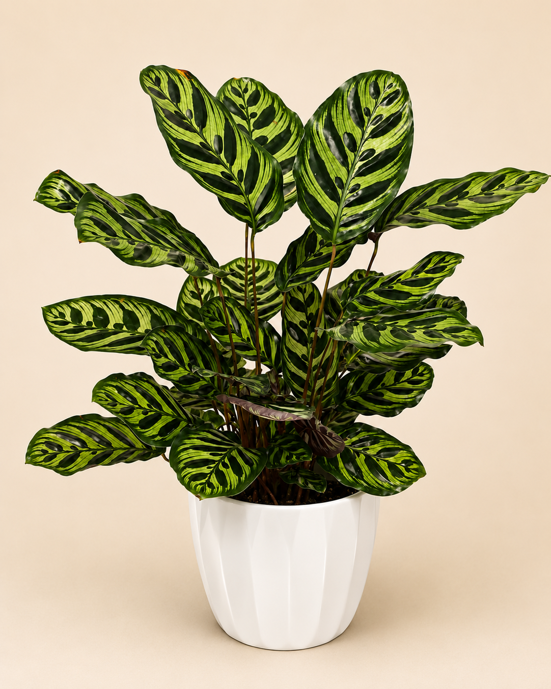 Peacock Prayer Plant Set