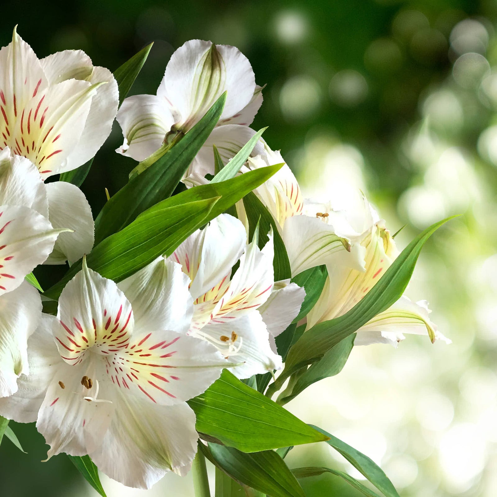 Alstroemeria-BL