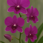 Phalaenopsis Dendrobium