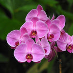 Phalaenopsis Purple