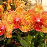 Phalaenopsis Yellow w/Red stripes