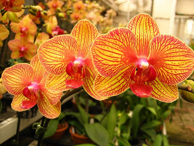 Phalaenopsis Yellow w/Red stripes
