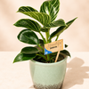 Philodendron Birkin – White Stripe