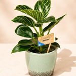 Philodendron Birkin – White Stripe