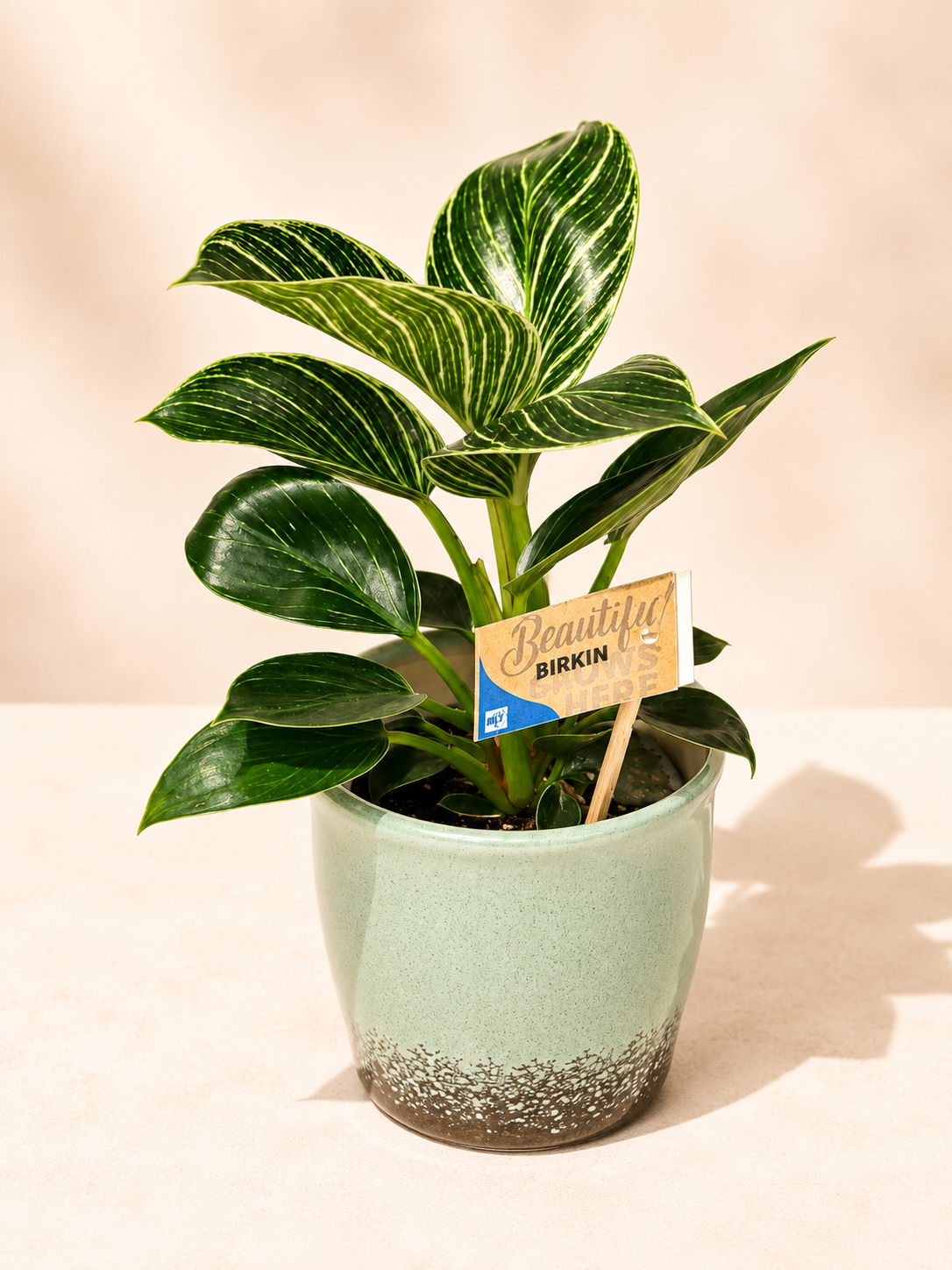Philodendron Birkin – White Stripe