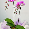 Pink Double Stem Orchid