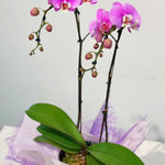 Pink Double Stem Orchid