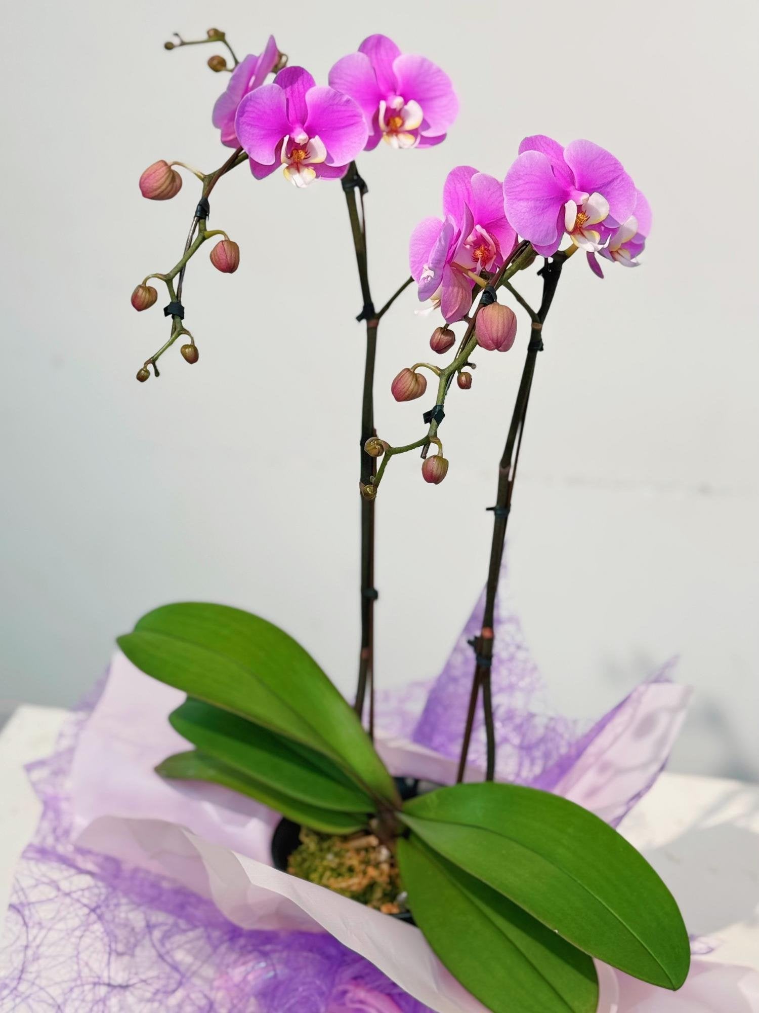 Pink Double Stem Orchid