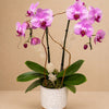 Pink Elegance Orchid Garden