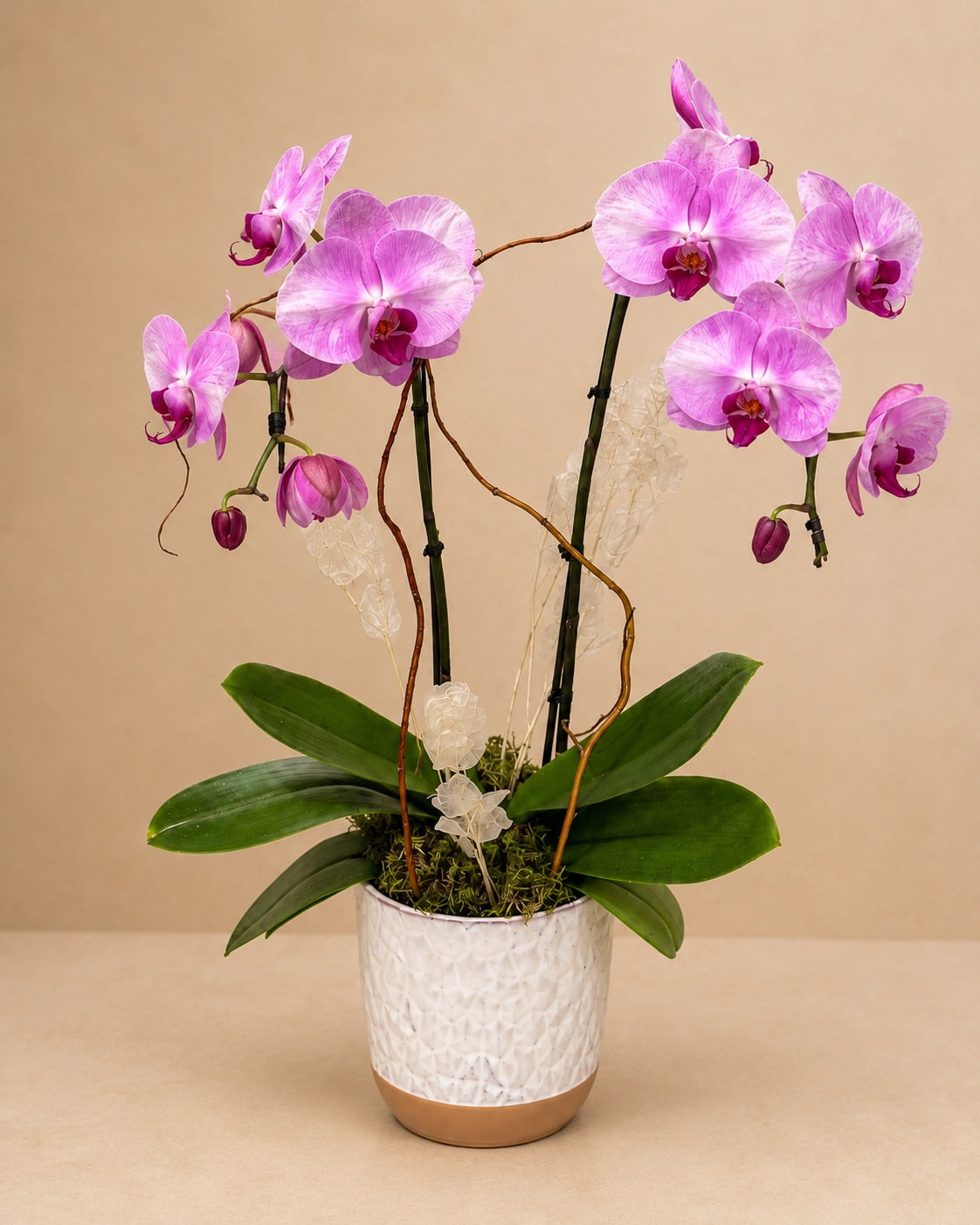 Pink Elegance Orchid Garden