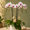 Pink Pearl Orchid Garden