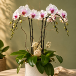 Pink Pearl Orchid Garden