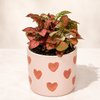 Pink Polka Dot Plant