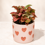 Pink Polka Dot Plant