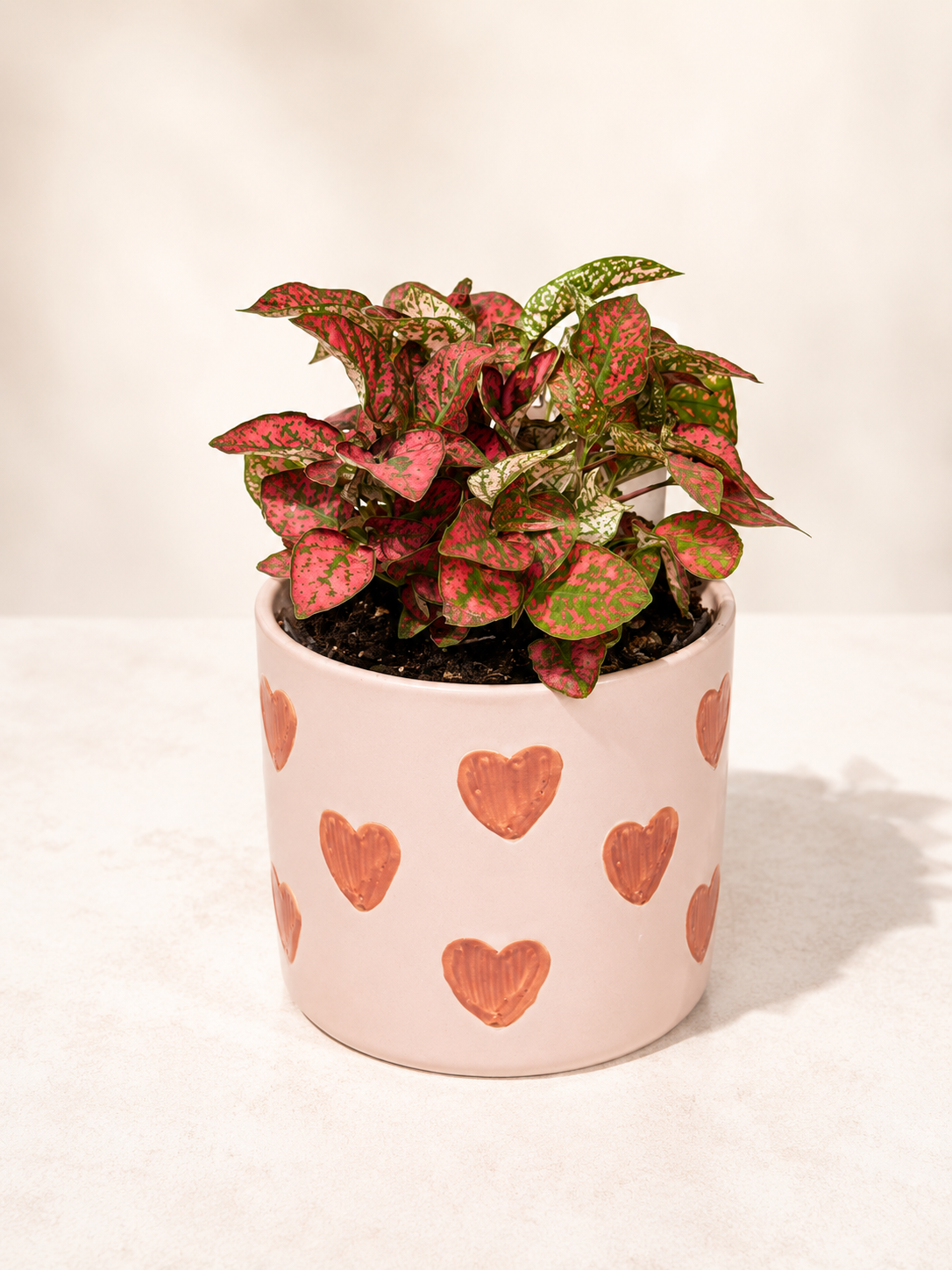Pink Polka Dot Plant