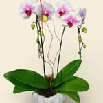 Pink Serenity Orchid