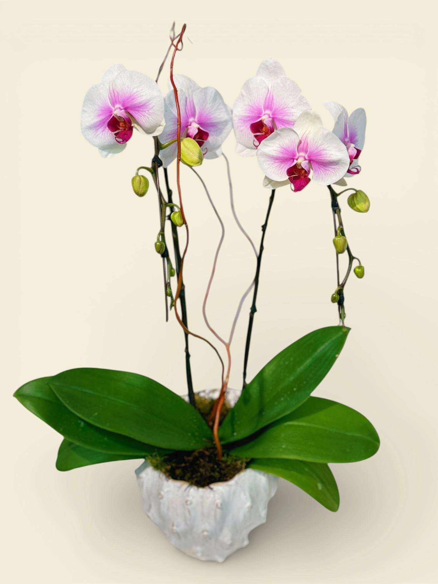 Pink Serenity Orchid