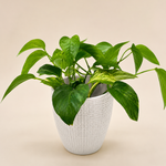 Pothos Golden Set