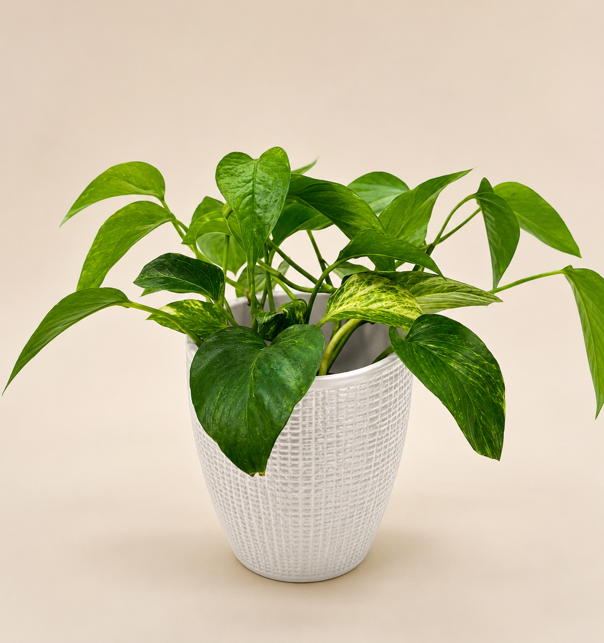 Pothos Golden Set