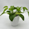 Pothos Golden Set