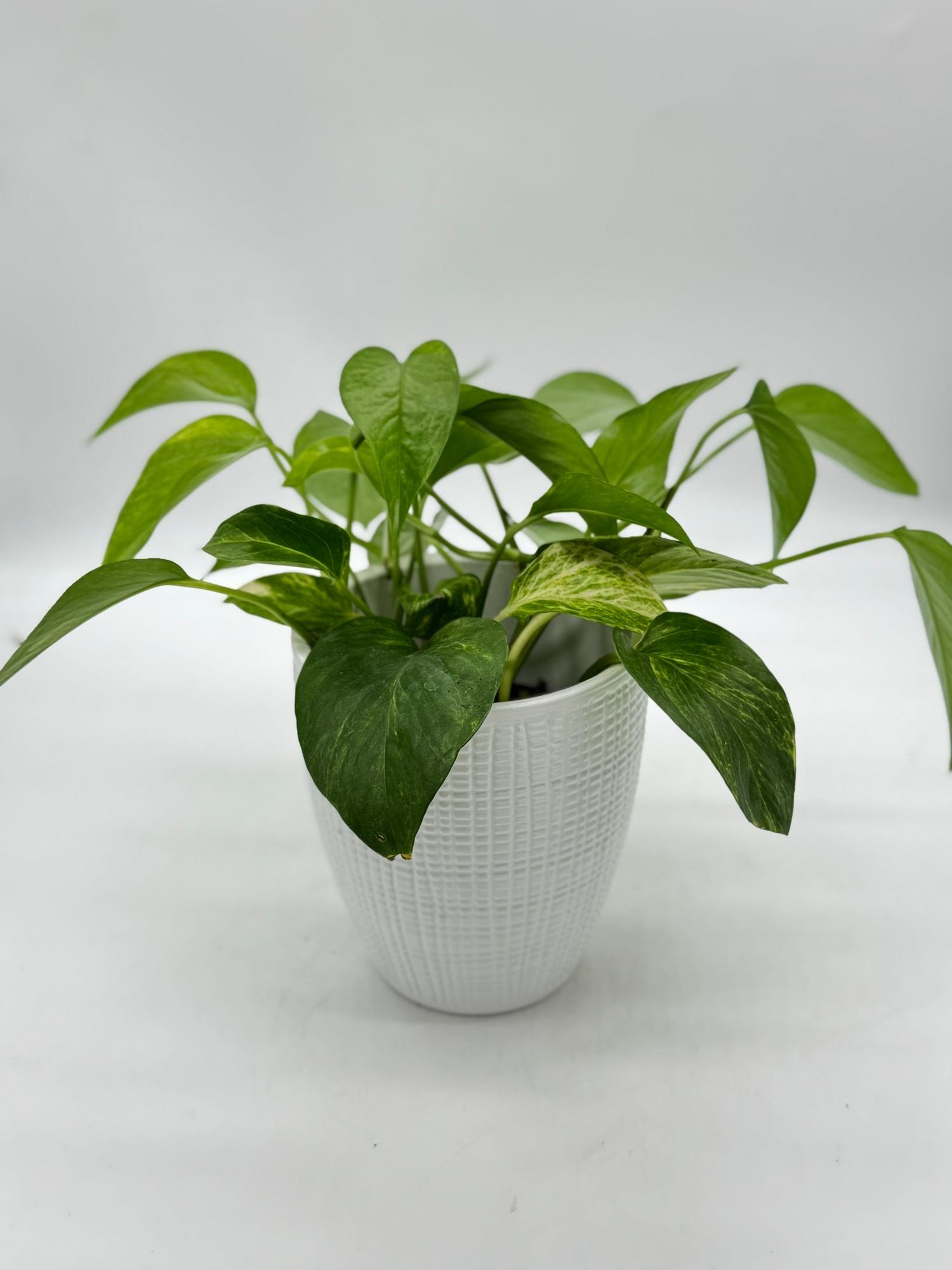 Pothos Golden Set