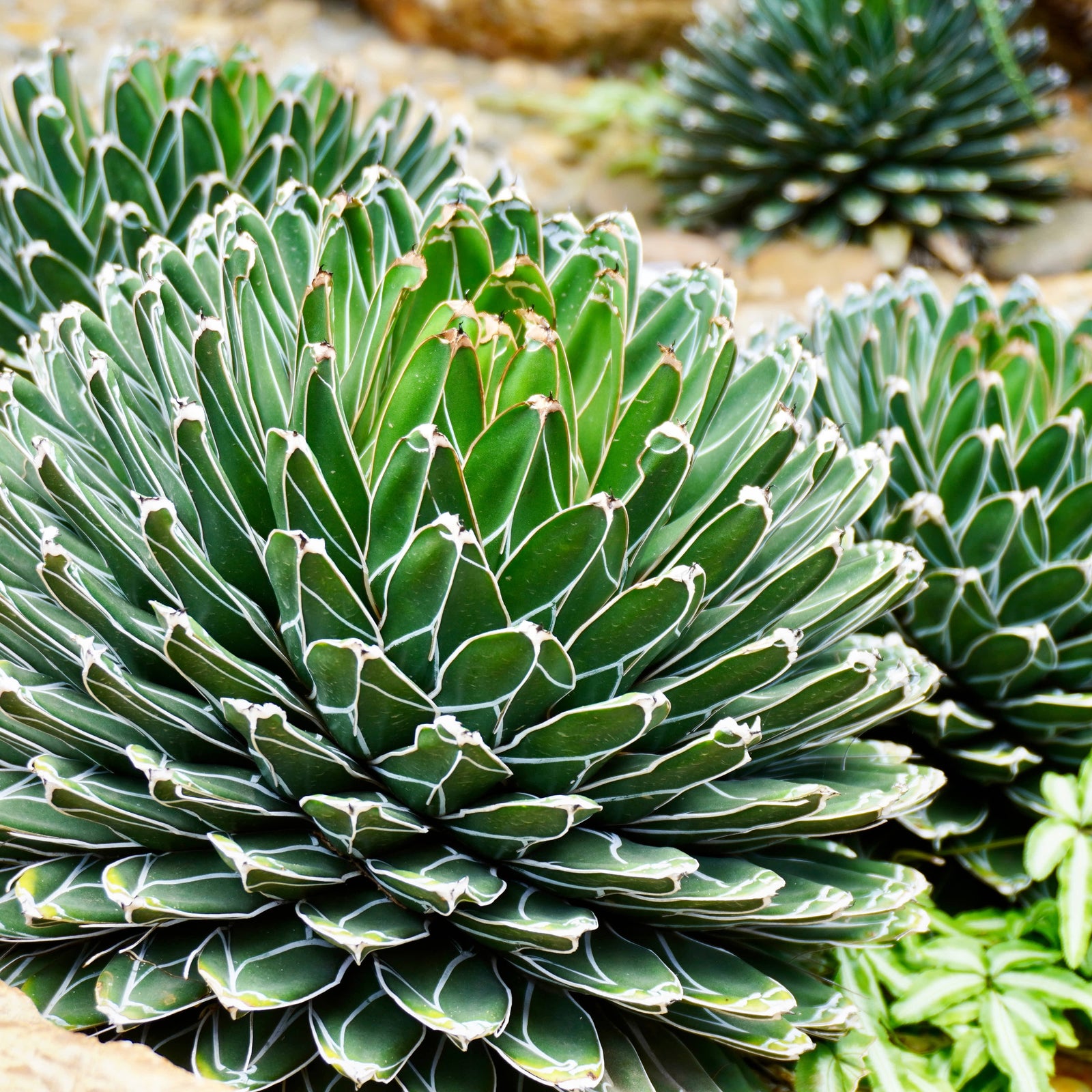 Queen Victoria Agave