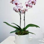 Royal Orchid