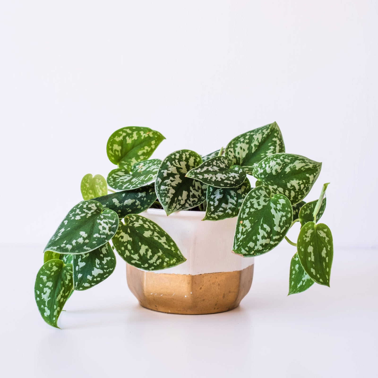 Satin Pothos