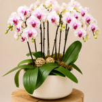Signature Pink Orchid Garden