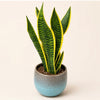 Snake Plant in Ceramic Pot