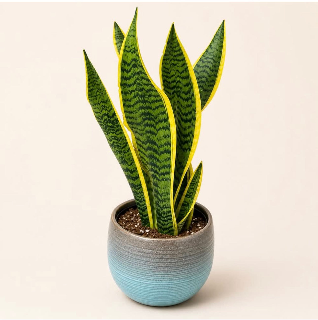 Snake Plant in Ceramic Pot