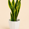 Snake Plant in White Pot