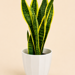 Snake Plant in White Pot