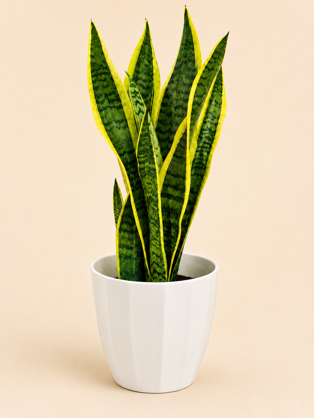Snake Plant in White Pot