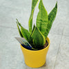 Snake Plant Set