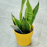 Snake Plant Set