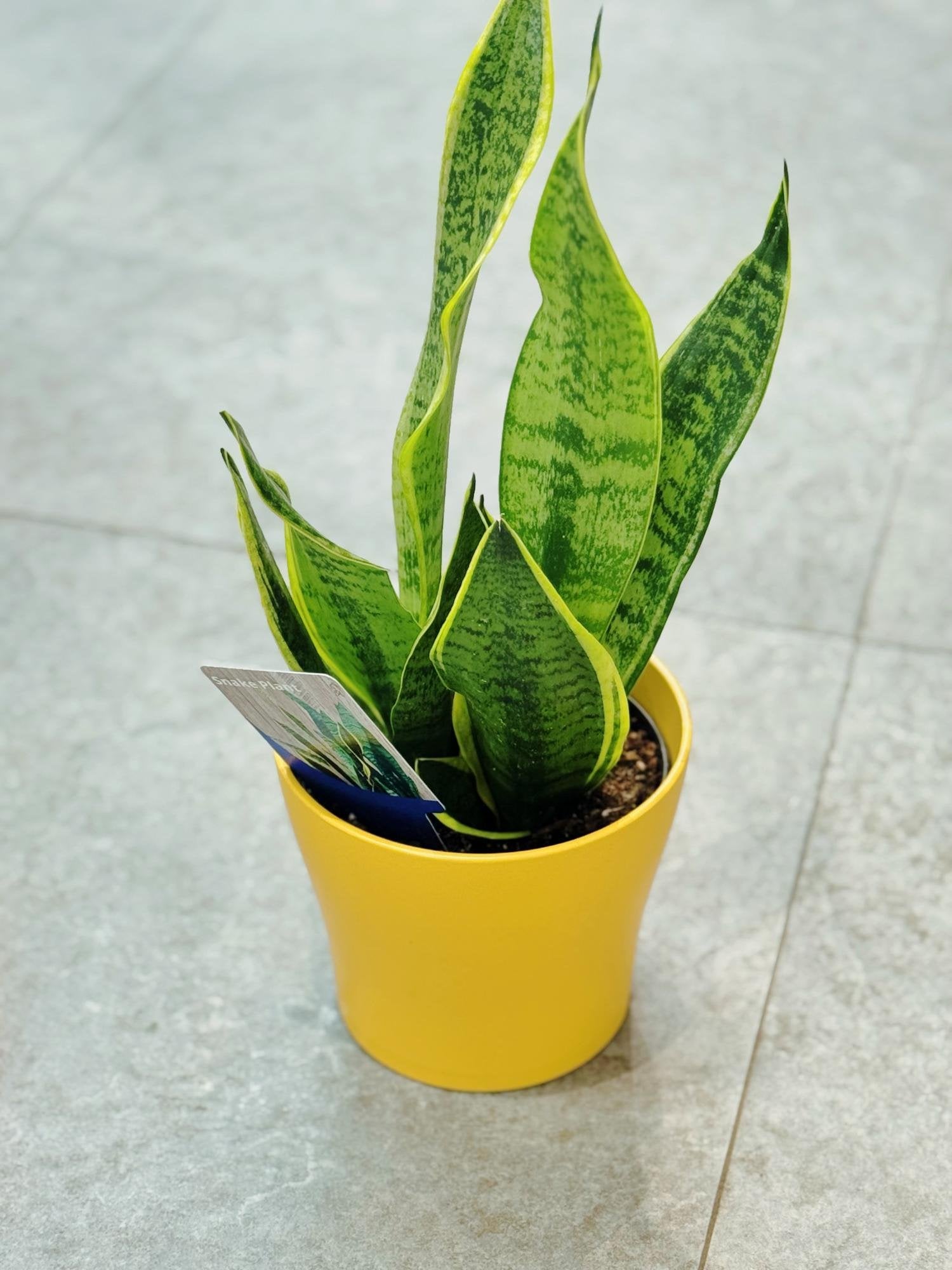 Snake Plant Set