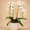 Snow Fall Orchid Harmony